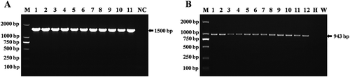 Fig. 4 (a) PCR amplification fragments of 16S rRNA region from isolates of Xanthomonas arboricola pv. pruni. M: DL2000 DNA marker (TIANGEN, Beijing, China). Lane NC: Negative control. Lanes 1–11: isolates of Xanthomonas arboricola pv. pruni. (b) Detection results of Xanthomonas arboricola pv. pruni by PCR using primer pairs of XapY17-F and XapY-R from naturally infected and greenhouse inoculated peach samples and 3-day old pure culture media. Lane M: DL2000 DNA marker (Tiangen, Beijing, China). Lanes 1–6: isolates of Xanthomonas arboricola pv. pruni from field grown peach samples. W: water control: H: DNA from healthy peach samples. Lanes 7–12: isolates of Xanthomonas arboricola pv. pruni from greenhouse inoculated peach seedlings.