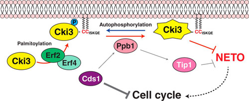 FIG 8 Schematic model of NETO controlled by Cki3. Upon a DNA replication block, the Cds1/Chk2 checkpoint kinase is activated, resulting in two inhibitory outcomes: one is cell cycle arrest, and the other is inhibition of NETO (transition from monopolar to bipolar growth). It was previously shown that calcineurin (Ppb1) acts downstream of Cds1, thereby dephosphorylating Tip1/CLIP170 and in turn restraining NETO (Citation11). In the current study, we show that, in addition to Tip1, membrane-bound Cki3 is also dephosphorylated, mediated by calcineurin. Cki3 is autophosphorylated, which inactivates Cki3 kinase activity. Therefore, calcineurin activates Cki3. Note that Cki3 and Tip1 may functionally interact, instead of acting independently. The plasma membrane localization of Cki3 is achieved by the Erf2-Erf4 palmitoyltransferase, which is also essential for Cki3 kinase activity. Dephosphorylated Cki3 inhibits NETO, the molecular mechanism of which is currently unknown. It is possible that membrane-bound substrate proteins required for NETO are inactivated through Cki3-mediated phosphorylation. Alternatively, substrate proteins that are inhibitory for NETO onset are activated instead.