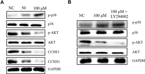 Figure 9 Effects of Gentiopicroside and LY294002 on the expression of PI3K/AKT pathway in HGC-27 cells. (A) WB confirmed that Gentiopicroside reduced CCND1, CCNE1 and p-AKT protein expression. While p-P38 significantly increased after stimulation with Gentiopicroside for 48 h. (B) HGC-27 cells were treated with Gentiopicroside and LY294002 as indicated, AKT, P38, p-P38 and p-AKT protein levels were determined using Western blotting.