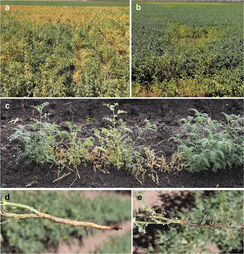 Fig. 1 Chickpea wilt caused by Macrophomina phaseolina. (a–b) Chickpea fields with high disease incidence. (c) Chickpea plants showing chlorosis and wilt. (d) Early symptoms of stem and root rot. (e) Advanced symptoms of stem and root rot.
