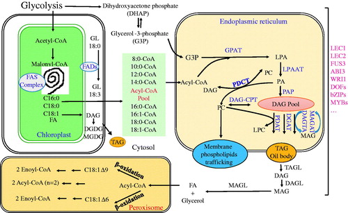 Figure 1. Multiple organelles involved in fatty acid and glycerolipid biosynthesis and catabolism. In plants, assimilated carbohydrates from photosynthesis are subject to glycolysis for either synthesis of proteins, storage starches or lipids. Lipid biosynthesis occurs in the chloroplast, also called prokaryotic pathway, including de novo biosynthesis of fatty acids (FA) from acetyl- and molonyl-CoAs through multiple cycles of elongation reactions catalyzed by a FAS complex, synthesis of PG and galactoglycerolipids (GLs), such as MGDG and DGDG for constructing photosynthetic membranes, as well as DAG and TAG under specific conditions. FAs synthesized in chloroplasts need to be exported to the ER for the biosynthesis of phospholipids and the major storage lipid. The lipid synthesis in the ER/eukaryotic pathway, starts from glycolytic product G3P and fatty acyl-CoAs from the cytosol by the action of GPAT to give LPA. LPA is then converted into PA, which is further catalyzed into DAG by PAP. PA and DAG are important precursors for synthesis of phospholipids such as PC and storage lipid TAG biosynthesis. DAG and PC are convertible by phosphatidylcholine transferase (PDCT) and DAG-choline transferase. DAG can be converted into TAG either by PDAT or DGAT and store in OBs surrounded by oleosin proteins. During germination, TAG is hydrolyzed sequentially by TAGL, DAGL and MAGL into FAs and glycerol. These FAs are imported by PXA1 for β-oxidation in peroxisome to release energy for various metabolic activities. All this process is tightly regulated by various transcription factors, such as LEC1, LEC2, ABI3, FUS3, and others during seed germination, embryogenesis and plant development.