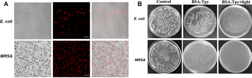 Figure 4 (A) Bright-field and fluorescent images of bacteria. E. coli, MRSA and were incubated with BSA-Tpy at pH 5.0 and for 25 min before imaging (Scale bar: 10 µm). (B) Image of plate counting method for E. coli and MRSA with of BSA-Tpy at pH 5.0.