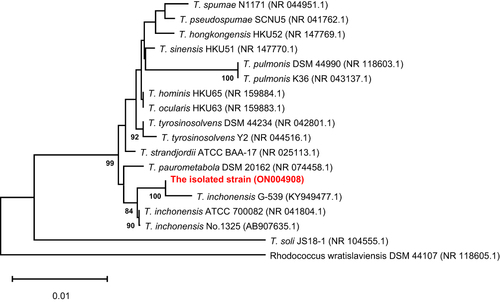 Figure 3 Phylogenetic trees presenting the relationship between the isolated strain with Tsukamurella strains. The evolutionary history was inferred using the neighbor-joining method. The isolated strain was marked in red. Evolutionary analyses were conducted in MEGA11.