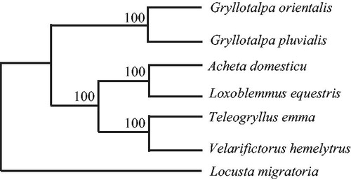 Figure 1. Phylogenetic relationships among the six crickets based on complete mtDNA sequences. Numbers at each node are maximum likelihood bootstrap proportions (estimated from 100 pseudoreplicates). The accession number in GenBank of six crickets in this study: Loxoblemmus equestris (KU562919), Gryllotalpa pluvialis (EU938371), Gryllotalpa orientalis (AY660929), Acheta domesticu (MK204368), Velarifictorus hemelytrus (KU562918), and Teleogryllus emma (NC_001712).