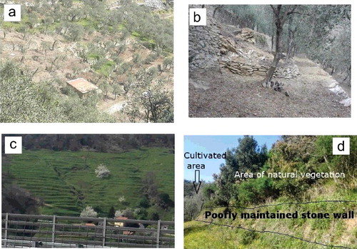 Figure 7. Observed terraces typologies; (a) bench structure with dry-stone walls; (b) small shallow landslide involving stone wall; (c) edge-structures; (d) poorly maintained dry-stone walls.