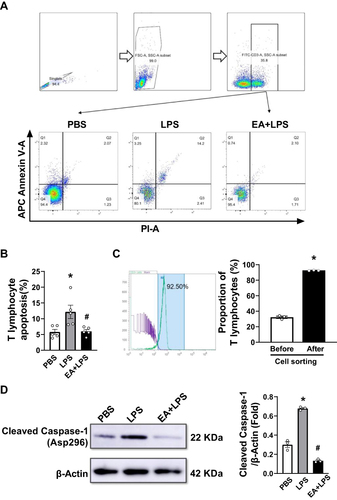 Figure 5 Analyses of apoptosis and pyrolysis by flow cytometry and Western-blots. (A) Annexin V and propidium iodide (PI) markers were used to identify apoptotic T lymphocytes in spleen cells. The cells in the upper right quadrant were the apoptotic cells. The flow cytometry circle gate strategy was shown in the figure. (B) The percentage of apoptosis of mouse splenic T lymphocytes of the three groups (n = 5/group, *P < 0.05, compared to PBS control mice; #P < 0.05, compared to endotoxemic mice.) (C) T lymphocytes were labeled with FITC anti-mouse CD3 and sorted with immunomagnetic beads. Diagram of flow cytometry shows the proportion of T lymphocytes after separation. Purity of T lymphocyte after sorting was 92.7 ± 0.2% (n = 3/group, *P < 0.05, compared to before cell sorting.) (D) Western blot data showed the expression of protein cleaved caspase-1 in each group. β-actin was set as the loading control. (n = 3/group, *P < 0.05, compared to PBS control mice; #P < 0.05, compared to endotoxemic mice).