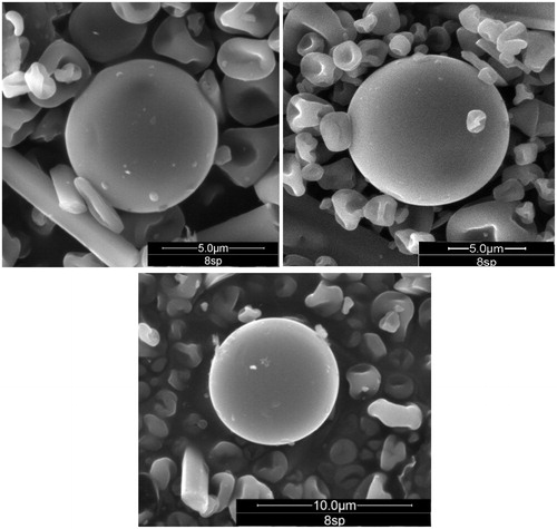 Figure 1. ESEM photographs of microparticles obtained by spray drying containing ERL with 1:2 ratio drug:polymer (formulation 8).