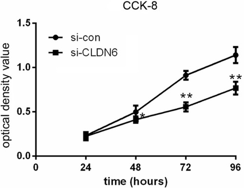 Figure 4 Knockdown CLDN6 in EC cells significantly reduced the proliferative abilities, as determined by CCK-8 assay.