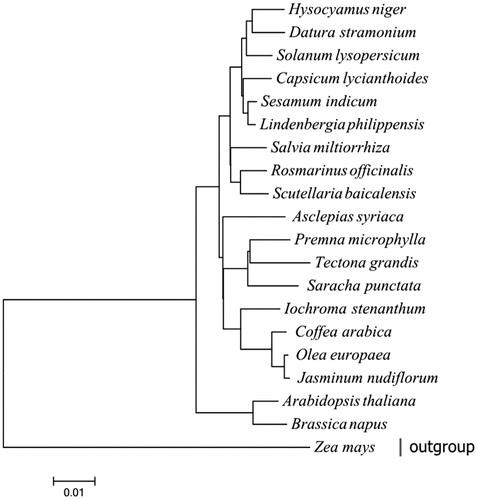 Figure 1. The Maximum-likelihood phylogenetic tree was generated using 39 shared PCGs among 20 chloroplast sequences by MEGA 6.0 using 500 bootstrap replicates. The analyzed species and corresponding Genbank accession numbers are as follows: Arabidopsis thalina (NC_000932), Asclepias syriaca (NC_022432), Brassica napus (NC_016734), Capsicum lycianthoides (KP274856), Coddea arabica (NC_008535), Datura stramonium (NC_018117), Hyoscyamus niger (NC_024261), Iochroma loxense (KP296185), Jasminum nudiflorum (NC_008407), Lindenbergia philippensis (NC_022859), Olea europaea (NC_013707), Premna microphylla (NC_026291), Rosmarinus officinalis (NC_027259), Saracha punctata (KP280050), Scutellaria baicalensis (NC_027262), Sesamum indicum (NC_016433), Solanum lysopersicum (NC_007898), Tectona grandis (NC_020098), Zea mays (NC_001666).