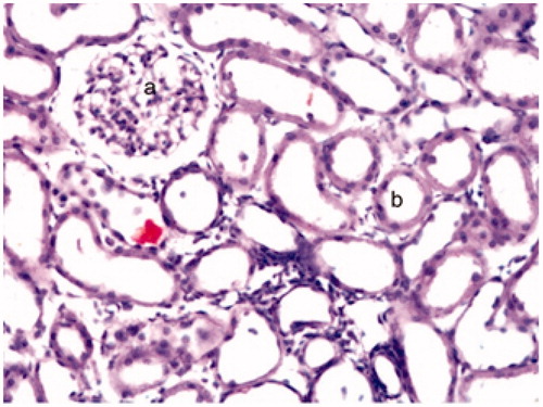 Figure 1. Photomicrograph of kidney sections of the control group rats showing normal histology of (a) glomerulus and (b) renal tubule in the cortical region (H&E stain ×40).