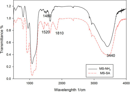 Figure 1 FT-IR spectroscopy related to structures of MS-NH2 and MS-SA.
