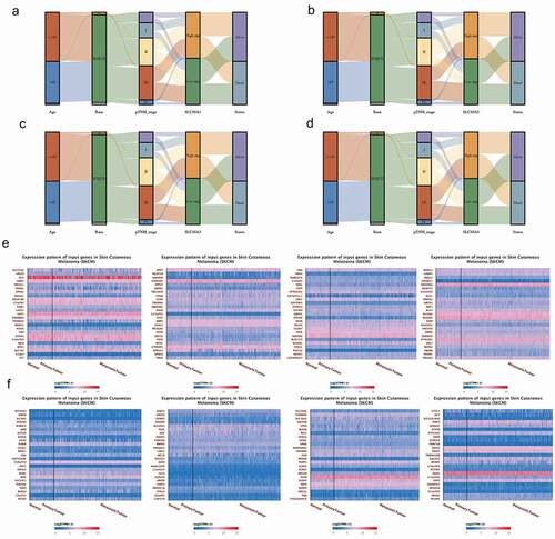 Figure 3. (a-d). Clinical characteristic association of SLC45 family in melanoma:Each column represents a characteristic variable, different colors represent different types or stages, and lines represent the distribution of the same sample in different characteristic variables. (e). The heat map of the top 100 co-expressed genes with SLC45A2. (d). The heat map of the top 100 co-expressed genes with SLC45A3