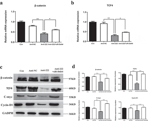 Figure 6. Inhibition of miR-222-3p regulates Wnt signaling pathway. (a) The mRNA level of β-catenin gene was analyzed by qRT-PCR in con, anti-NC, anti-222 and anti-222+ siR-Ddit4 groups. The β-actin gene was used as a control. (b) The mRNA level of TCF4 gene was analyzed by qRT-PCR in con, anti-NC, anti-222 and anti-222+ siR-Ddit4 groups. The β-actin gene was used as a control. (c) The β-catenin, TCF4, C-myc, Cycin D1 protein level in con, anti-NC, anti-222 and anti-222+ siR-Ddit4 groups was evaluated via western blot and the expression of GADPH was used for confirming equal loading