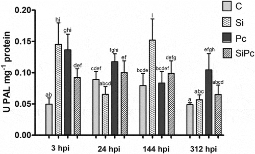 Figure 5. PAL activity per treatment over time. U: enzyme activity units. hpi: hours post inoculation with P. cinnamomi. C: plants without potassium silicate application without P. cinnamomi inoculation; Si: plants irrigated with potassium silicate, without P. cinnamomi inoculation; Pc: plants inoculated with P. cinnamomi and without potassium silicate; SiPc: plants irrigated with potassium silicate and inoculated with P. cinnamomi. Data are presented as the mean ± standard deviation of nine replicates. The mean with the same letter is not significantly different (ANOVA followed by Tukey’s test with p < .05).