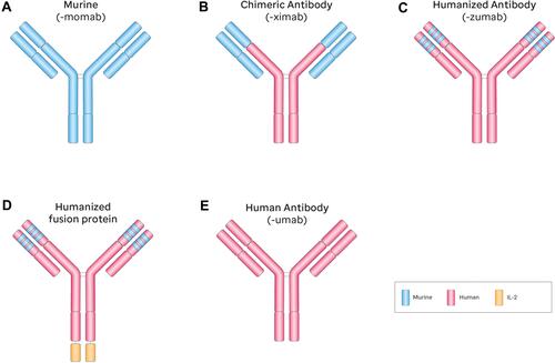 Figure 2 Schematic diagram of anti-GD2 monoclonal antibodies and naming schema based on structure. A-fully murine monoclonal antibody, B-chimeric monoclonal antibody, C-humanized monoclonal antibody, D-humanized monoclononal antibody with addition of interleukin-2, and E-fully human monoclonal antibody. Suffix of murine mAbs -momab, suffix of chimeric antibodies - ximab; suffix of humanized antibodies – zumab; suffix of human antibodies – umab.