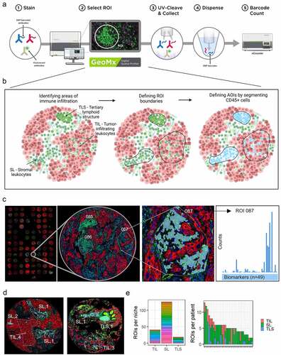 Figure 1. Study design and region of interest (ROI) selection, classification, and distribution across patients. (A) Overview of the GeoMx Digital Spatial Profiling (DSP) workflow. (B) Schematic overview of spatially distinct areas of immune infiltration in NSCLC, definition of ROIs, and segmentation into areas of illumination (AOIs) to select CD45+ cells for multiplex protein characterization. Importantly, one AOI could consist of several non-overlapping segments within the same ROI. (C) ROIs were selected from a TMA with duplicate tissue cores, visualized by 3-color immunofluorescence (IF) (blue = Syto13, red = Pan-CK, green = CD45), with multiple ROIs selected per tumor. Within each ROI, an AOI was defined by segmenting CD45+, Syto13+, and Pan-CK- immune cells. Antibody binding events of 49 proteins were quantified within each AOI. (D) ROIs were classified based on spatial localization as stromal leukocytes (SL), tumor-infiltrating leukocytes (TIL), or tertiary lymphoid structures (TLS), as well as by distance to tumor margin. Numbers correspond to distance scoring on a 1–4 scale where 1 is furthest from the tumor margin and 4 is closest. (E) Frequency of TIL, SL, and TLS ROIs, colored by patient (left), and per patient (right). Each bar represents one patient, and ROIs are colored by spatial phenotype.