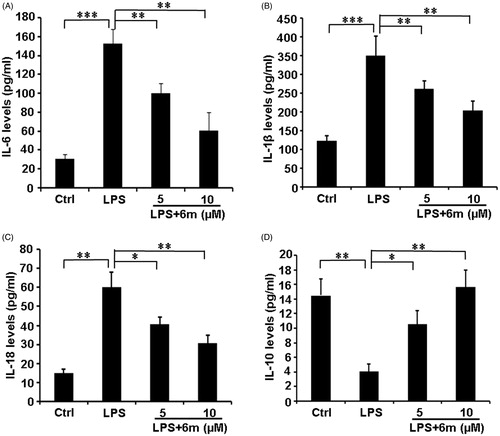 Figure 4. The effects of 6 m on the secretion of cytokines from LPS-stimulated BV2 microglia cells. (A) Secretion of IL-6 from LPS-stimulated BV2 microglia cells. (B) Secretion of IL-1β from LPS-stimulated BV2 microglia cells. (C) Secretion of IL-18 from LPS-stimulated BV2 microglia cells. (D) Secretion of IL-10 from LPS-stimulated BV2 microglia cells. Statistical significance is indicated: *p < .05, **p < .01, ***p < .001 versus LPS group (one-way ANOVA followed by Dunnett’s test). The data are representative of three independent experiments.