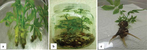 Figure 3. Rooting pecan on DKW media supplemented with IBA; (a) The shoots were induced to root on IBA supplemented MS medium in the dark, (b) Induced shoots were cultured on a mixture of vermiculite and ½ DKW medium, (c) The shoots rooted within 35 days on root development medium