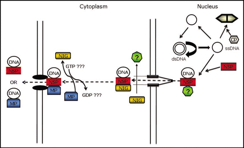 Figure 1 Proposed model for viral DNA intracellular trafficking. Geminiviruses replicate their circular, single-stranded DNA genomes via double-stranded DNA intermediates in nuclei of infected cells. During rolling-circle replication of viral DNA, the newly synthesized single-stranded DNA (ssDNA) may either re-enter the replication cycle, or be sequestered by the coat protein (CP) or NSP in the case of bipartite begomoviruses. Binding of NSP to viral DNA facilitates the intracellular movement of the viral genome from the nucleus to the cytoplasm via an exportin-like receptor (?). At the cytosolic side of the nuclear pore complex, NIG binds to NSP and redirects the viral DNA-NSP complex to the cell periphery where is replaced by MP. Thus, NIG may provide the directionality for the intracellular movement of the newly synthesized viral DNA. The NIG GTPase activity may regulate the assembly and/or disassembly of NIG-based complexes. MP either interacts directly with and transports the viral DNA or mediates the transport of the NSP-DNA complex to adjacent cells via plasmodesmata.