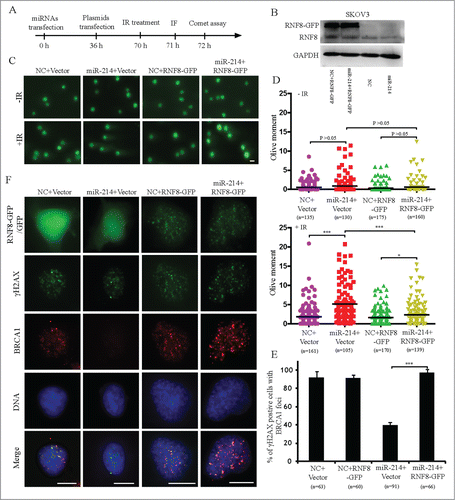 Figure 5. Overexpression of RNF8 mRNAs without 3′ UTR can antagonize the effects of miR-214 on DNA damage response. (A) Experimental scheme for cell transfection. Thirty-6 hours after transfection either with negative control or miR-214 mimics, SKOV3 cells were transfected with plasmids with or without RNF8-GFP cDNA lacking the 3′ UTR. Western blotting was performed 36 h later after plasmids transfection to detect RNF8 expression (B). Cells were then treated with 5 Gy IR and followed by recovery for about 1 or 2 h followed by immunofluorescent staining or neutral comet assay to detect DNA damage. Representative images (C) and Quantitative analysis (D) of comet assay. n = the number of cells counted. Bars = 20 μm. (E) Representative images and (F) quantitative results of RAD51 and γH2AX staining in various experimental treatments. Bars = 10 μm, Mean ± SD, from two independent experiments. *P < 0.05, ***P < 0.001, 2-tailed t-test (D) and chi-square test (F).