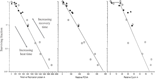 Figure 7. The Abundance of Unextractable DNA Replication Proteins Relates to Cell Survival after Heat Shock. The surviving fraction of S-phase Cells following various heat shocks of 7.5 to 45 min at 45°C and after blocking DNA synthesis for 0-6h after the heat shocks was plotted as a function of RPA, PCNA or Cyclin A insolubly bound to the nuclear matrix. The different symbols relate to different experiments were the heating time or the DNA synthesis blocking time was varied. Reprinted from Ref. 22.