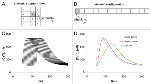 Figure 4 The 16-cells system. (A) The compact system with stimulation in the middle. (B) The elongated system (domino configuration) with stimulation at one end. (C) [Ca2+]c-traces of all 16 cells in the domino configuration. (D) The over-all responses of the whole system in the ‘domino configuration’ (green) and in the compact configuration (pink). This trace is almost the same as in the 4-cell system as shown in Figure 3C. For comparison the response of a single cell is shown (gray line). This is identical with a whole systems response when all cells are simultaneously stimulated.