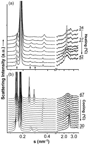 Figure 4. Sequence of scattering patterns from DEPE:FN (20:1, mol:mol). (a) In the heating scan, the transition from Lc to Lα is seen on the WAXS part of the scattering. Also the transition from Lc into HII (associated peaks marked by arrows) and Lα (sharp peaks) is evidenced. (b) In the cooling sequence, the transition from HII+Lc to Lα and the re-entrant HII co-existing with Lβ is shown.