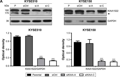 Figure 2 Inhibition of KIAA1522 expression suppresses the proliferation and colony formation ability of ESCC cells.