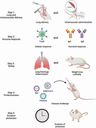 Figure 5. Lung or intramuscular delivered mRNA vaccine development roadmap. The steps that need to be undertaken to examine whether pulmonary delivery of mRNA vaccines is safe and effective. Step 1: a group of mice is pulmonary vaccinated with the mRNA vaccine and a group is vaccinated intramusculary. Step 2: the cellular and humoral response are measured in both groups of mice. Step 3: the safety of the mRNA vaccines is assessed by measuring lung histology, inflammation, weight loss and lethality. Step 4: the mice are challenged with the disease of interest to assess whether the vaccine shows protection. Step 5: the duration of protection is measured. Image created with BioRender.com.