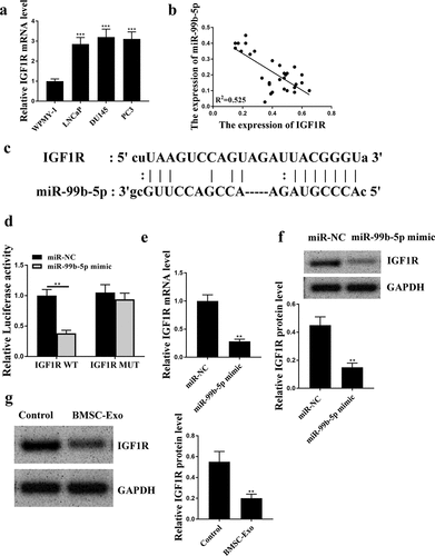 Figure 2. IGF1R was a target of miR-99b-5p. (a) The expression of IGF1R in PCa cell lines was detected by qRT-PCR. (b) The correlation between the expression levels of miR-99b-5p and IGF1R in PCa tissues was evaluated by correlation analysis. (c) The putative binding site between miR-99b-5p and IGF1R was predicted by Targetscan. (d) Luciferase reporter assay. (e and f) The expression of IGF1R in miR-99b-5p mimics transfected LNCaP cells was measured by qRT-PCR (e) and Western blot analysis (f). (g) The expression of IGF1R in HBMSCs-derived exosomes was detected by Western blot analysis. ** p < 0.01, *** p < 0.001.