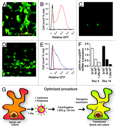 Figure 1. Transduction of primary Sertoli cells using lentvirus vector. (A) Live reporter GFP fluorescence of HEK293T cells transduced at 5 × 106 TU/ml (B) Flow cytometric analysis of control (no virus, black) and lentivirus transduced HEK293T cells (red). (C) Live GFP fluorescence of Sertoli cells transduced with 5 × 106 TU/ml prior to and (D) after optimization. (E) Flow cytometric analysis of Sertoli cells prior to (red) and after (blue) optimization. (F) Expression of pSIH transfer vector normalized to β-actin in primary Sertoli cells 4 d (white) and 14 d (black) after transduction. (G) Experimental outline of optimized lentiviral vector transduction procedure in primary Sertoli cell culture. Scale bar = 50 μm.