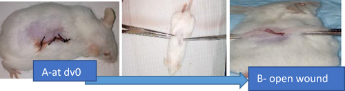 Figure 2 Incision wound tensile strength measurement by water flow technique.