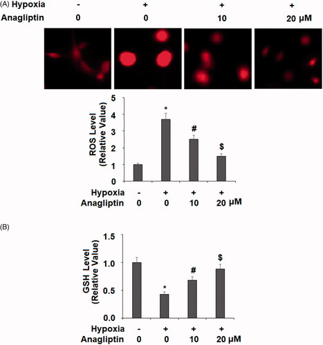 Figure 6. Anagliptin inhibited hypoxia-induced oxidative stress in cardiac H9C2 cells. Cells were pretreated with anagliptin (10, 20 μM) for 6 h. Then, cells were subjected to hypoxia for 24 h. (A) Intracellular ROS was determined by dihydroethidium (DHE) staining; (B) the levels of reduced GSH (*, #, $, P<.01 vs. previous group).