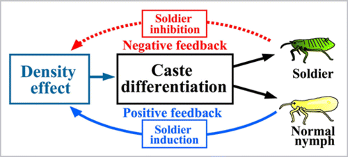 Figure 2 A model for the mechanism of caste differentiation and control in colonies of T. styraci. At the individual level, two factors are involved in soldier differentiation: normal aphids as an inducing cue and soldiers as a suppressing cue. At the colony level, positive and negative feedback is operating to control soldier production: higher density of normal aphids induces soldier production, whereas successive elevation of soldier proportion suppresses further soldier production, whereby investment to soldier production at the colony level is controlled within an appropriate range. In this way, simple responses of aphid individuals to local environmental cues can be integrated into a highly organized regulation of the whole colony.