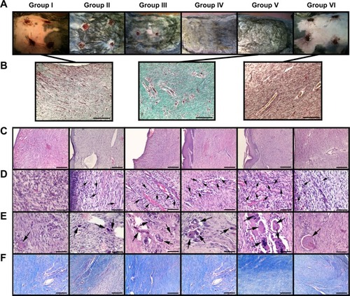 Figure 4 Analyses of the wound-healing processes in the experimental animals.