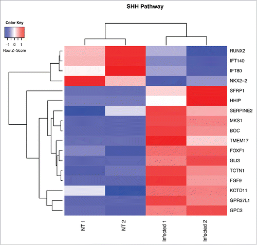 Figure 2. Heat map from hierarchical clustering representing DEGs belonging to SHH pathway. CD45−CD31+CD105+LYVE1− blood endothelial cell were purified by FACS sorting from small intestine of mice orally infected with S. typhimurium for 6 hours. Differential expression analysis was performed to investigate DEGs between infected and untreated mice. The analysis was carried out using DESeq2 R package. After read counts normalization across the samples, the expression of each gene was tested between the two conditions and to avoid false positive expression due to technical sequencing errors only high-quality transcript counts have been analyzed (filter transcript with 0 read count). DEGs with corrected p-value (FDR) less than 0.05 were considered as statistically different between the two conditions. The heat map shows DEGs that are annotated as SHH pathway genes according to Gene Ontology from MGI (GO:0007224). Red upregulated DEGs and blue down-regulated DEGs. NT=untreated.