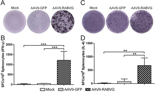 Figure 7. RABV specific T cell-mediated immune responses by AAV9-RABVG in mice. At 2 weeks p.i., single cell suspensions of 2.5 × 106 cells/ml from spleens were stimulated by inactivated and purified RABV, and the RABV specific IFN-γ or IL-4 SFCs was quantitated using ELISpot assays (Mabtech, Sweden). (A) RABV specific IFN-γ SFCs. (C) RABV specific IL-4 SFCs. Representative images for IFN-γ or IL-4 in each group were shown below the graph (B and D). (*p < 0.05, **p < 0.01, and ***p < 0.001).