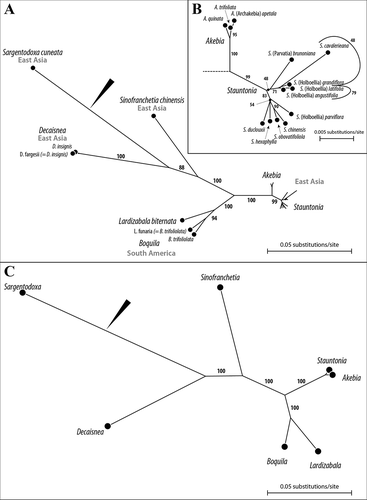 Figure 6. Maximum likelihood (ML) phylogenetic trees based on currently available family-wide molecular data of Lardizabalaceae (nuclear-encoded ITS1 and ITS2 rDNA spacers; plastid matK and rbcL genes, and trnL intron/trnL-trnF intergenic spacer region). A. Species tree illustrating the inter-generic versus intra-generic divergence in extant Lardizabalaceae; obsolete species names and genera printed in normal font (the currently valid synonym shown in italics). B. Close-up of the Akebia-Stauntonia sub-tree of (A); note the partly ambiguous relationships within the Stauntonia complex. C. Tree inferred based on genus-consensus sequences, which has been used to evaluate the position of Kajanthus within the extant Lardizabalceae (see Figure 5 and text); note the strong resemblance with the species tree, particularly in regard to the branch-lengths, and unambiguous support along all branches. Numbers at branches indicate ML bootstrap support for each branch based on 450 (A) respectively 50 replicates (C). The currently accepted Lardizabalaceae root is indicated by black arrows.