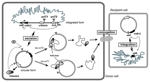 Figure 1 Schematic representation of ICEclc transfer. In donor cells, IntB13 catalyzes the excision of the ICEclc to a circular form in stationary phase. Relaxase recognizes both oriTs, but further DNA processing would be proceeded at either one of them. For nicking-rejoining oriT2, other factors (shown in X) would be required. The ssDNA-relaxase complex is then supposed to be transferred into recipient cells through a type IV secretion system. In the recipient, the incoming DNA is recircularized and used as a template to reconstruct the second strand. Then IntB13 mediates the chromosomal integration of ICEclc into the integration site attB.