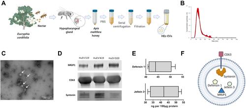 Figure 1 Morphological and biochemical characterization of Apis mellifera HEc-EVs. (A) Schematic representation of HEc-EV extraction and isolation from monofloral A. mellifera honey utilizing ultracentrifugation (UC). Created with BioRender.com. (B) Nanoparticle tracking analysis (NTA) demonstrating particle sizes mostly <150 nm, with a mode of 138 nm. (C) Transmission electron microscopy (TEM) of HEc-EVs confirming the presence of isolated vesicles. (D) Western blot analysis for Major Royal Jelly Protein-1 (MRJP1), CD63 and Syntenin obtained from three independent HEc-EV isolations, and (E) ELISA quantification for Defensin-1 and Jellein-3. (F) Diagrammatic depiction of the structure of HEc-EVs, including the antibacterial cargo molecules MRJP1, Defensin-1 and Jellein-3, and surface markers CD63 and Syntenin. Created with BioRender.com.