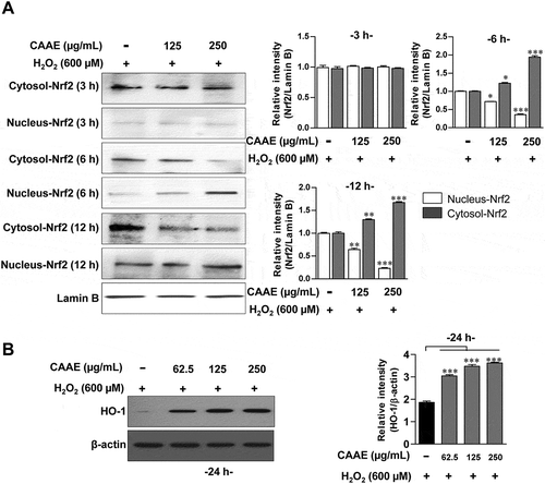 Figure 4. Effect of CAAE on the expression of Nrf2/HO-1 against H2O2-induced oxidative stress in HT22 hippocampus cells.(a, b) The cells were incubated with CAAE (indicated concentrations) for the time indicated, and then stimulated with or without H2O2 (600 μM) for 9 h. Cells lysates were subjected to SDS-PAGE and western blot analysis was performed using each specific antibody to Nrf2, and HO-1. Relative band intensity of each protein was expressed as a percentage when compared to the value of controls (Lamin B or β-actin). All data are expressed as the mean ± SD (n = 3 samples). *p < 0.05, **p < 0.01 and ***p < 0.001 for the treatments compared with nucleus- or cytosol-Nrf2 in H2O2-treated cells. Each experiment was repeated at least 3 times, and similar results were obtained.