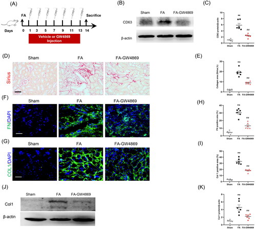 Figure 6. Inhibition of exosomes ameliorates kidney fibrosis in mice. (a) Diagram depicting the experimental scheme. Mice were subjected to FA injection for 14 days to induce kidney fibrosis with vehicle or GW4869 injection. (b) Western blot depicting CD63 abundance in kidneys of each group. (c) Graphic presentation depicting the relative abundance for CD63 normalized to β-actin in each group. (d) Sirius red staining and (e) graphic presentation depicting collagen deposition in kidneys of mice in each group. (f, g) Representative micrographs. (h, i) Graphic presentation depicting the immunostaining for FN (green) and collagen 1 (green) in kidneys of mice in each group. (j) Western blot depicting collagen 1 abundance in kidneys lysate. (k) Graphic presentation depicting the relative abundance for collagen 1 normalized to β-actin in each group. GW4869: inhibition of exosome production; CD63: exosomal marker. **p < 0.01 vs. Sham; ##p < 0.01 vs. FA. Scale bar, 50 μm, n = 6 in each group.