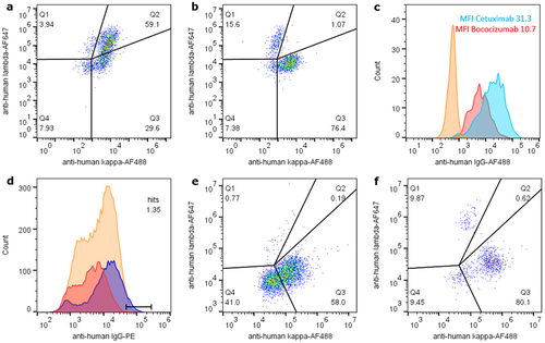 Figure 2. Inducible antibody display with soluble Protein a addition retains genotype-phenotype correlation and differential display allows sorting for good manufacturability properties. (a) analytical flow cytometry analysis of 1F11 ZZ-PDGFR-TMD CHO cells displaying CS06 antibody (lambda) or bococizumab (kappa) in a 1:10 mixture after 24 h co-cultivation mimics a library situation. Considerable amounts of cells were positive for both lambda and kappa antibody display in Q2 due to paracrine background signal of bococizumab on CS06-displaying cells. (b) setup as in (a) with addition of soluble Protein a as decoy for paracrine antibodies restores exclusive display of autocrine produced antibody and generates a genotype-phenotype coupling sufficient for sorting. (c) differential induced CHO surface display levels of cetuximab (light blue) versus bococizumab (red) of approximately 3-fold as indicated by normalized MFI values. Uninduced non-displaying cells as reference are shown in orange. (d) Individual stains of differential display of CS06 antibody (blue) versus bococizumab (red) indicate the option to sort for manufacturability in a 1:100 mixture (orange) applying the indicated gate. Analytical lambda versus kappa flow cytometry analyses of this 1:100 mixture input (e) and sort output (f) indicate enrichment of CS06 in Q1 from approximately 1% to 10%. Events in Q3 represent bococizumab, while non-display-induced cells are observed in Q4.