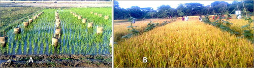 Figure 2. Intercropping of pumpkin with rice (SRI) under ILMsoil system. A: After 15 days of Transplantation; B: At maturity stage of rice.
