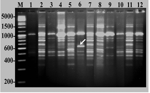 Figure 4. DNA fingerprinting of cashew varieties obtained by RAPD analysis using primer RPI-7. Lane M indicates medium range DNA ruler (Bangalore Genei-Merck, Bangalore, India); digits along the margin represent molecular weight of ruler DNA in base pairs (bp). Lanes 1–12 correspond to the cashew varieties as given in Figure 1 and Table 1.