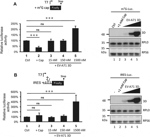 Figure 8. The 3D protein directly activates both cap- and IRES-dependent translation in vitro. In vitro translation was performed in 60% S10 extracts prepared from HEK293T cells in the presence of the recombinant EV-A71 3D proteins (lane 3–5) or not (lane 1–2) to analyse (A) cap- and (B) IRES-dependent translation. Ctrl: control group, +Cap: lysates pretreated with 1mM m7G cap analogue. The recombinant EV-A71 3D proteins in each reaction were examined by immunoblotting using anti-EV-A71 3D antibody. Ribosomal proteins RPS6 and RPL0 served as the loading controls. Statistical analysis was performed by the two-way ANOVA. ***: p <0.001; ns: not significant.