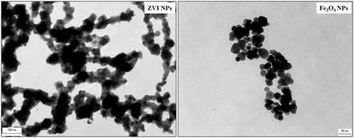 Figure 1. Transmission electron microscopy of iron NPs. The analysis revealed the large heterogeneity in the NP size and shape. Scale bar: ZVI NPs 100 nm; Fe3O4 NPs 50 nm.