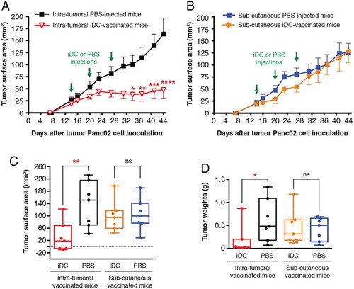 Figure 5. Therapeutic iDC-vaccination. Fourteen days after challenge with Panc02 (once a palpable nodule had formed), mice were injected (A) intratumorally (n = 7) or (B) sc (n = 7) with iDCs three times at weekly intervals or received PBS (control mice, n = 7). Comparisons between groups were made by two-way ANOVA followed by a Bonferroni test (*P < 0.05, **P < 0.01, ***P < 0.001, ****P < 0.0001). (C) Comparisons of the tumor surface areas. Measurements at day 14 were subtracted from those at day 44 (termination date). (**P < 0.01; ns, not significant; Wilcoxon-Mann Whitney test). See Supplementary Fig. S4 (pooled data from two experiments). (D) Comparisons of the weights of the tumors excised at the termination date (*P < 0.05; Wilcoxon-Mann Whitney test). See also Supplementary Fig. S4 (pooled data from two experiments).