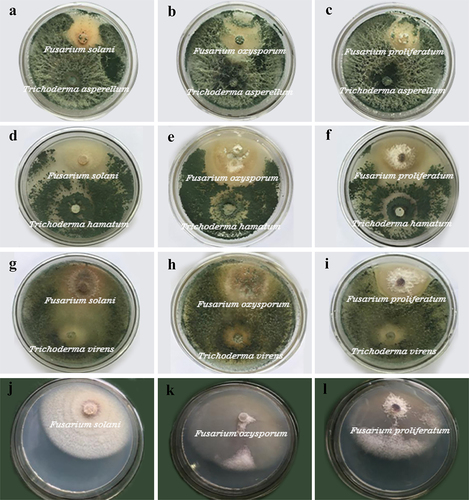 Figure 2. Inhibitory effects of antagonistic fungi on pathogens on the 7th day of culture. a-c, in turn, are Trichoderma asperellum against F. solani, F. oxysporum and F. proliferatum. d-f are T. hamatum against F. solani, F. oxysporum and F. proliferatum. g-i, in turn, are T. virens against F. solani, F. oxysporum and F. proliferatum. j-l are the blank controls of F. solani, F. oxysporum and F. proliferatum, respectively.