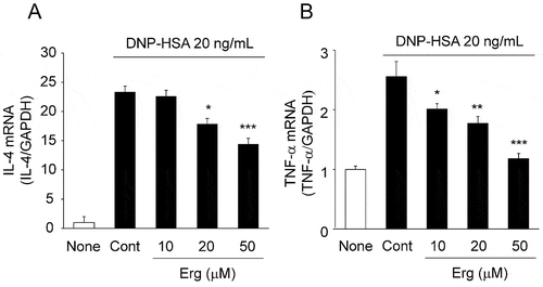 Figure 4. Effects of ergosterol on antigen-induced increase in IL-4 and TNF-α mRNA expression.IgE-sensitized RBL-2H3 cells pretreated with ergosterol (Erg) were stimulated with DNP-HSA. Two hours after antigen stimulation, total RNA was extracted and IL-4 (A), TNF-α (B), and GAPDH mRNA expression was measured by quantitative RT-PCR. Values are normalized to those of GAPDH mRNA and the mean value of the non-stimulated cells (None) was set as 1.0. Each bar represents the mean ± SEM (n = 4). * p < 0.05, ** p < 0.01, *** p < 0.001 vs. Control (Cont, DNP-HSA alone).